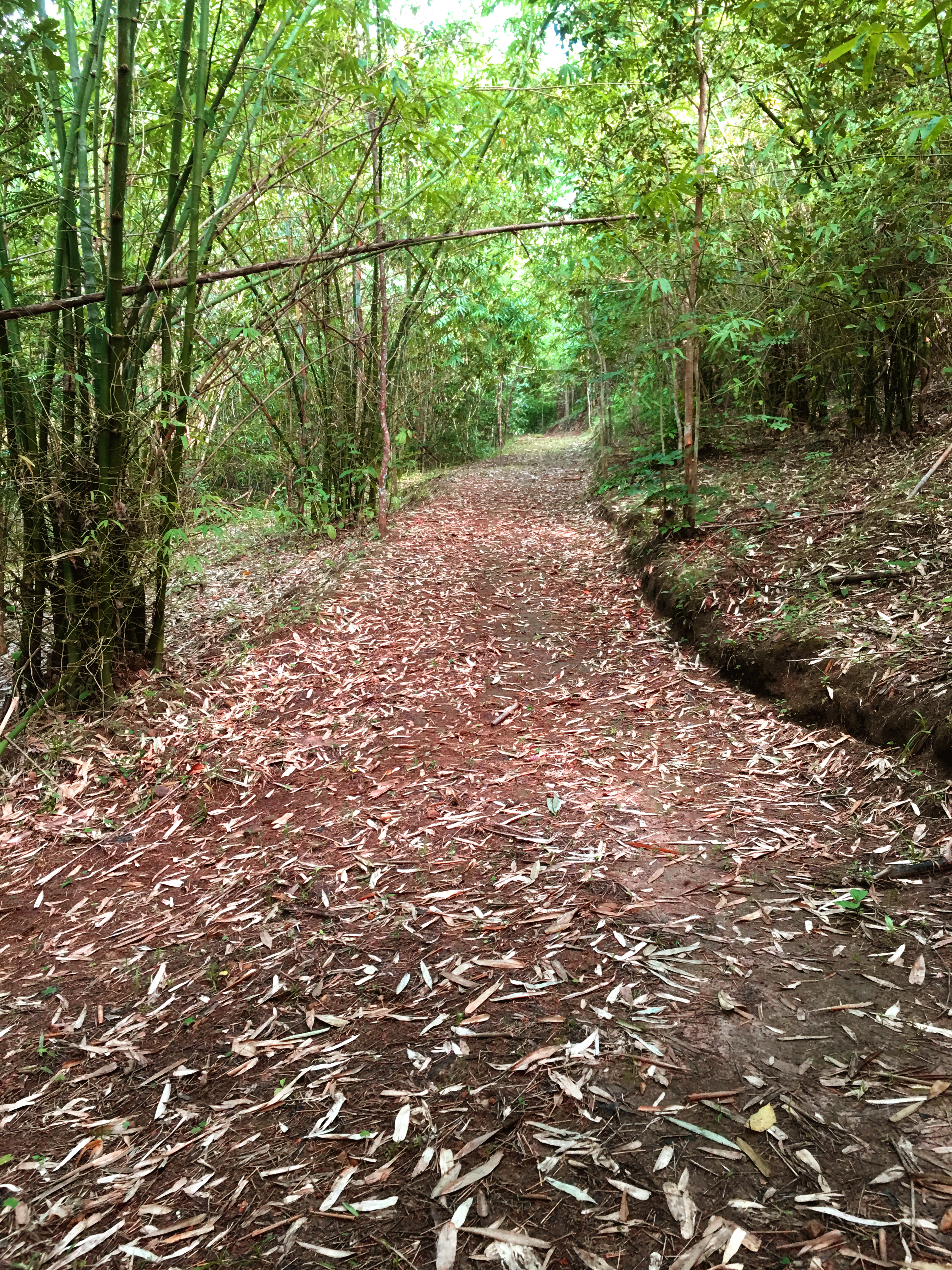 ทางเข้าอุโมงค์ป่าไผ่